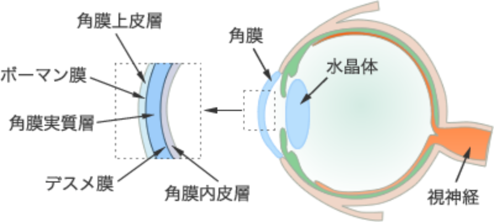 角膜の構造